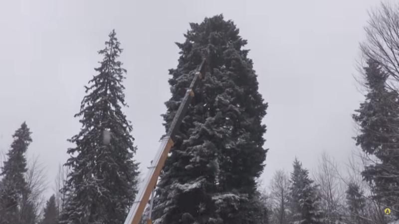 Главная елка страны 2018 – как рубили редкое 28-метровое дерево: фото и видео