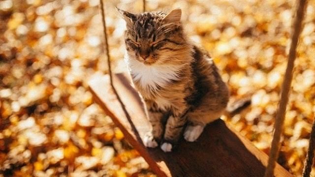 Гаряча осінь: Київ побив одразу кілька температурних рекордів Гаряча осінь: Київ побив одразу кілька температурних рекордів