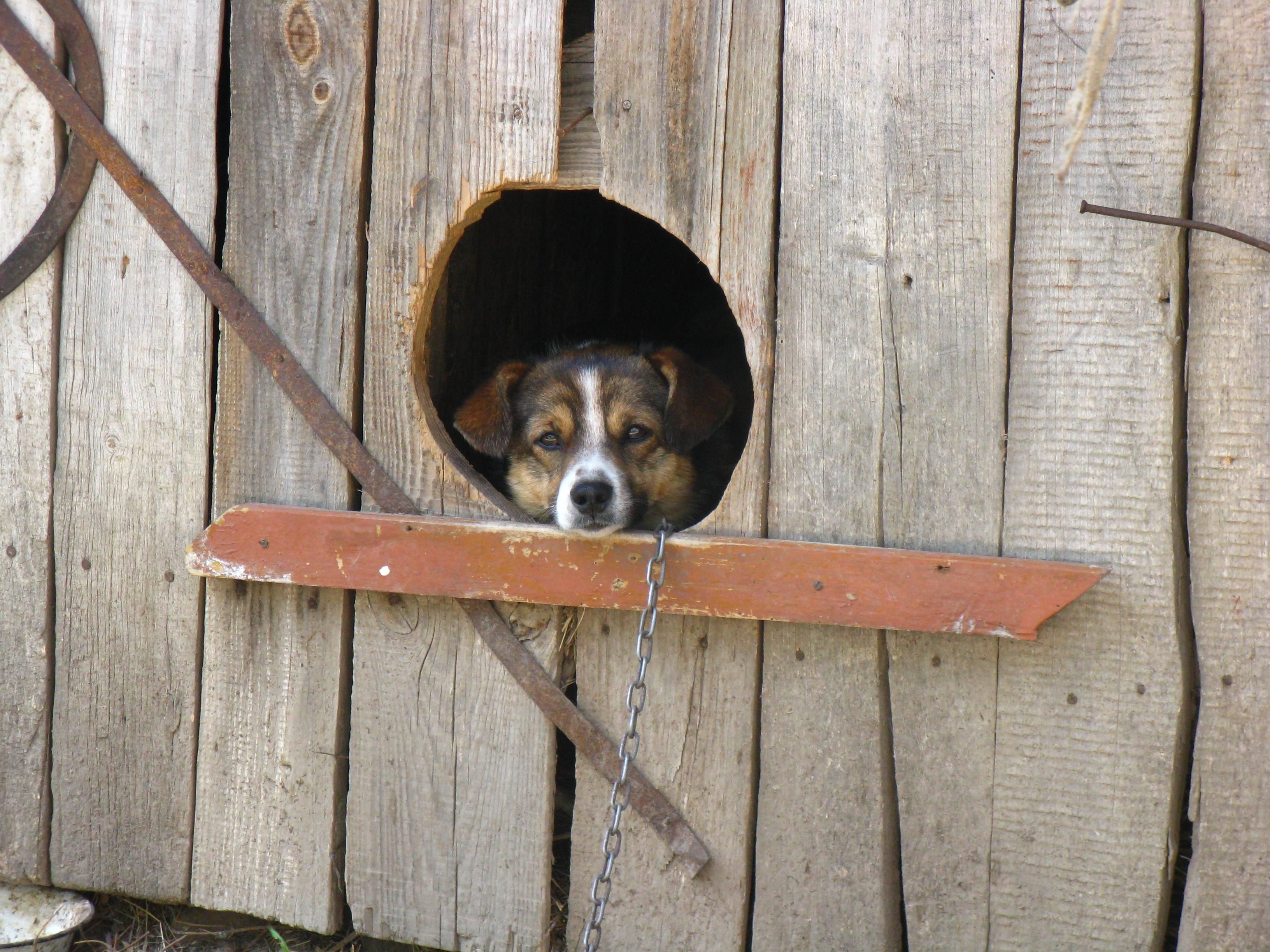 В Кропивницком массово потравили собак – местные назвали причину