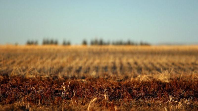 Обработкой земель Академии аграрных наук займутся китайцы Обработкой земель Академии аграрных наук займутся китайцы