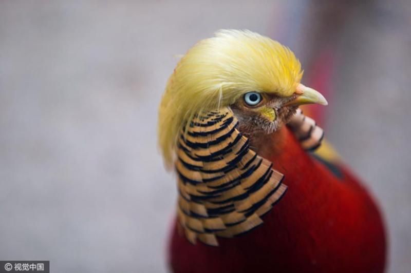 Особливо зачіска, – як виглядає фазан, схожий водночас на папугу, Трампа й георгіївську стрічку
