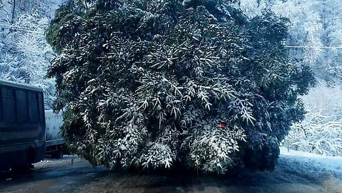 Головна ялинка України 2018 вже в Києві: перші фото Головна ялинка України 2018 вже в Києві: перші фото