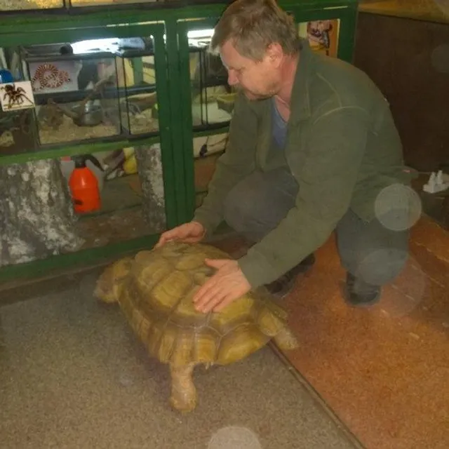 Тварини, черепахи, Іркутськ, втеча, зоопарк, Івушкін Тварини, черепахи, Іркутськ, втеча, зоопарк, Івушкін