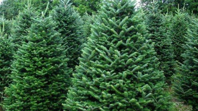 В Украине запустили приложение для определения легальности елок В Украине запустили приложение для определения легальности елок