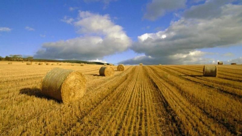 Рада отказалась отменить продление моратория на продажу земель сельхозназначения