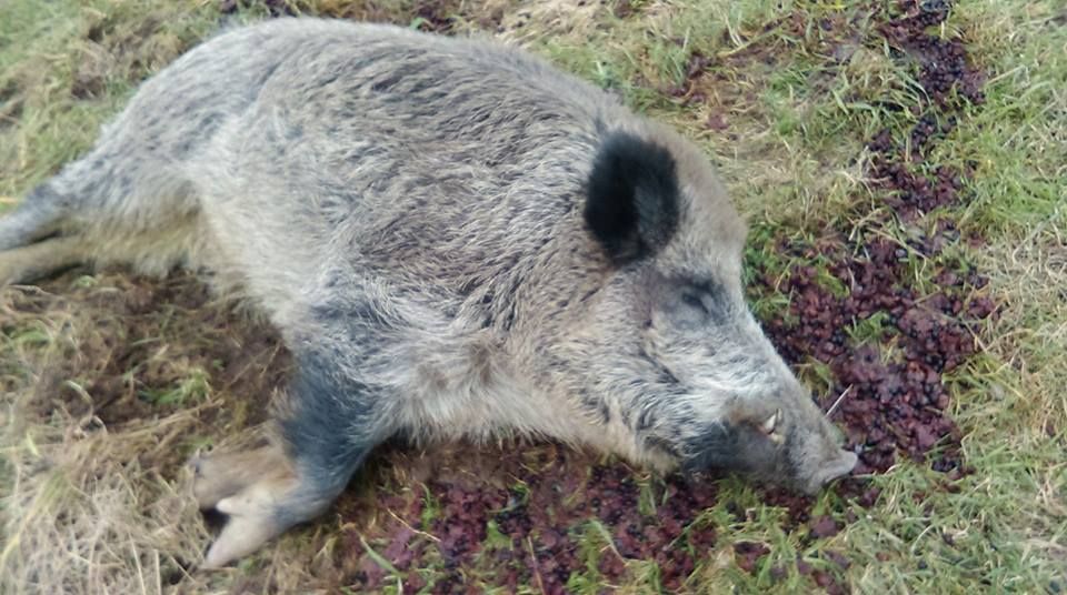 В Польше прирученный кабан убежал из дома, а через неделю вернулся пьяным