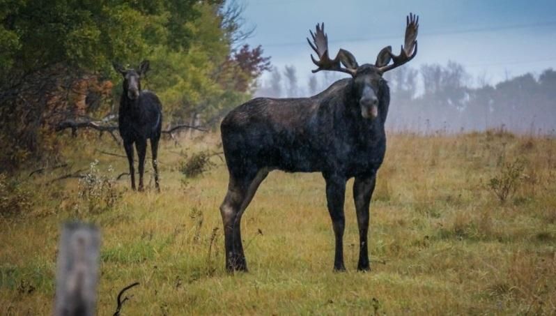 Лосів внесли до Червоної книги України Лосів внесли до Червоної книги України