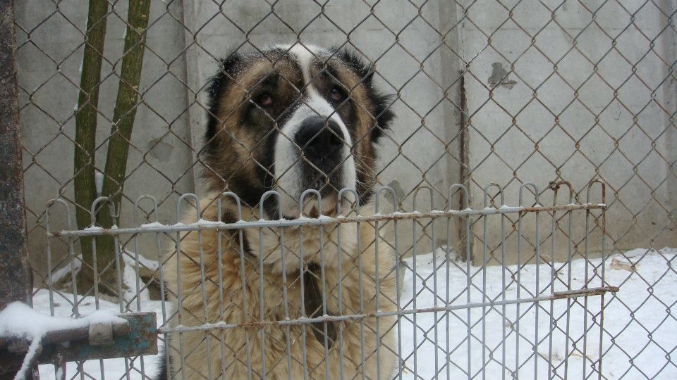 Під Києвом невідомі розстрілюють притулок для тварин, – очевидці Під Києвом невідомі розстрілюють притулок для тварин, – очевидці