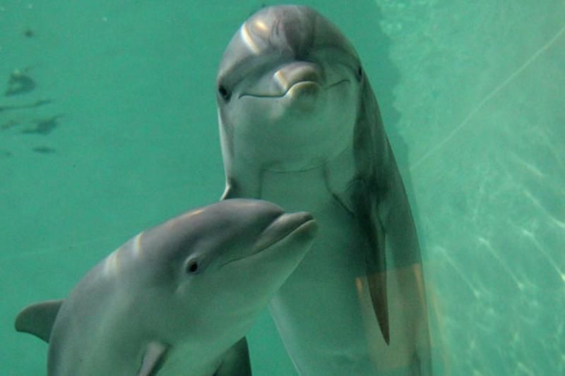 Брачные крики мексиканских рыб способны навсегда оглушить дельфинов и других животных
