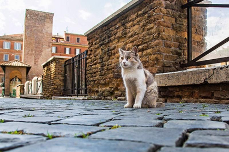 В Турции построят огромный поселок исключительно для котиков
