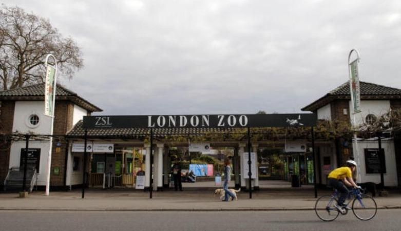 Масштабна пожежа охопила найстаріший науковий зоопарк світу: з'явились фото Масштабна пожежа охопила найстаріший науковий зоопарк світу: з'явились фото