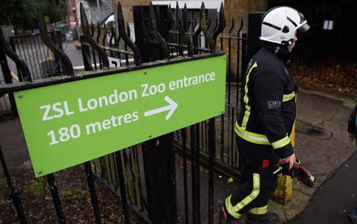 Пожежа в зоопарку Лондона: стало відомо про жертв серед тварин