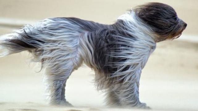 Синоптики предупреждают об очень сильном ветре: названы регионы Синоптики предупреждают об очень сильном ветре: названы регионы