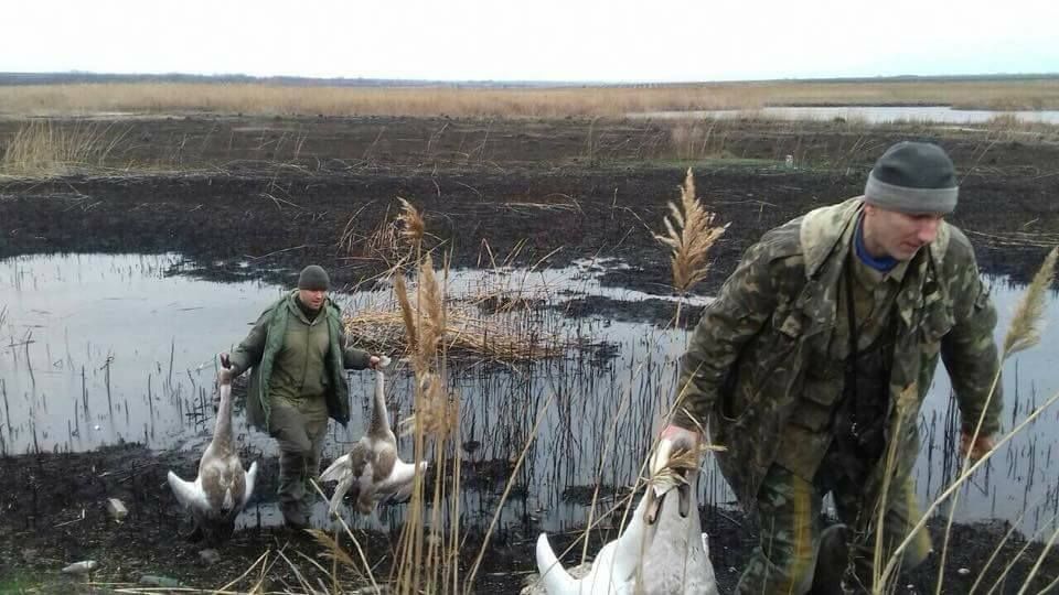 Двое чиновников расстреляли лебедей на Киевщине