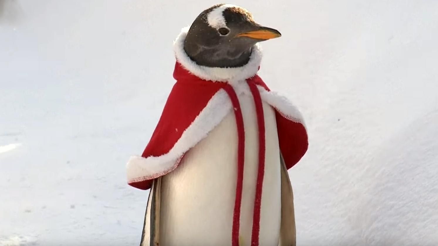В зоопарке пингвинов переодели в костюмы Санта Клаусов: курьезное видео