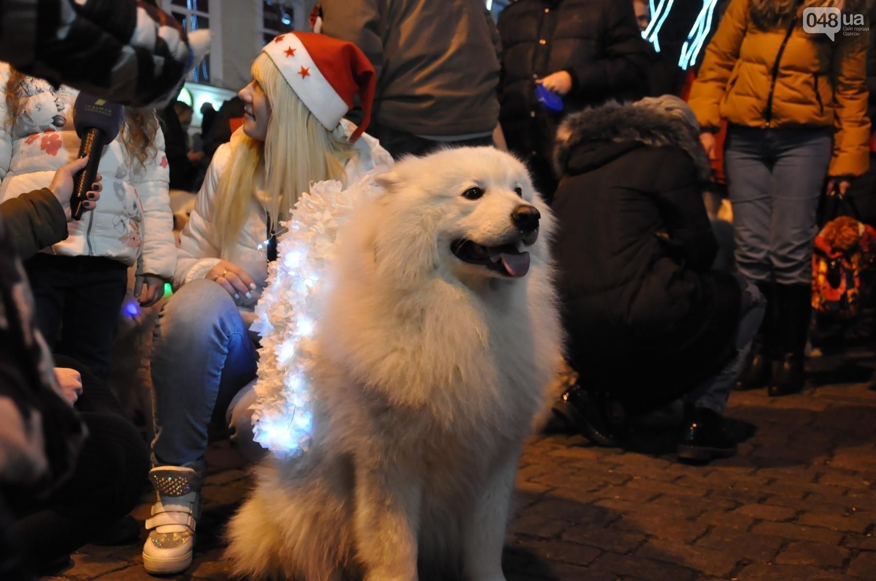 В Одессе прошел парад "абсолютной пушистости" В Одессе прошел парад "абсолютной пушистости"