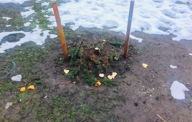 У Києві процвітає ялинковий вандалізм: дерева крадуть із парків та продають У Києві процвітає ялинковий вандалізм: дерева крадуть із парків та продають