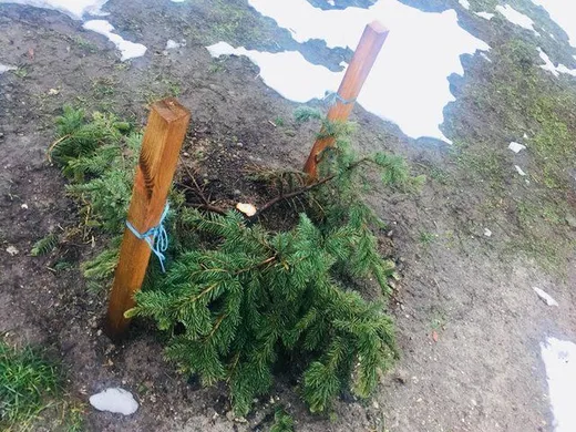 У Києві вандали зрізають ялинки, а потім їх продають У Києві вандали зрізають ялинки, а потім їх продають