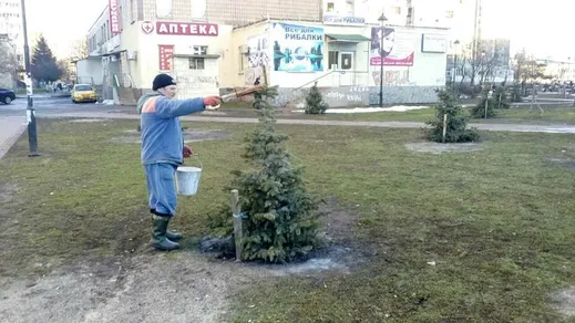 У Києві ялинки обробляють спецречовиною, щоб уберегти від крадіжок У Києві ялинки обробляють спецречовиною, щоб уберегти від крадіжок