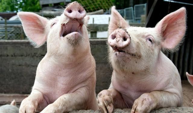 Курйозний випадок на Київщині: чоловік намагався зняти свиню із даху вантажівки Курйозний випадок на Київщині: чоловік намагався зняти свиню із даху вантажівки