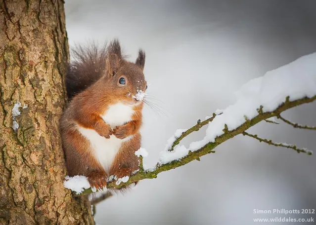 Як тварини радіють снігу