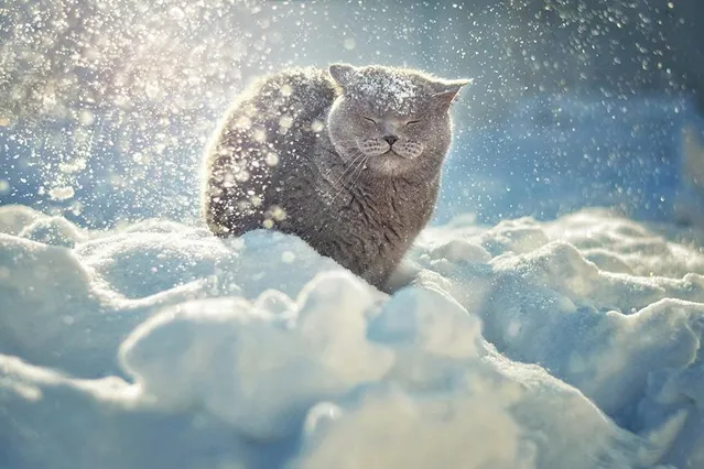 Як тварини радіють снігу