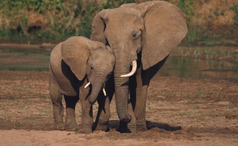 Американський суд відмовився визнати слонів особистостями, щоб визволити їх з неволі Американський суд відмовився визнати слонів особистостями, щоб визволити їх з неволі
