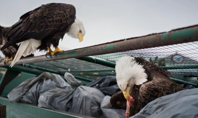 Знахабнілі орлани Аляски: чому до хижих птахів зневажливо ставляться "як до голубів" (фоторепортаж)