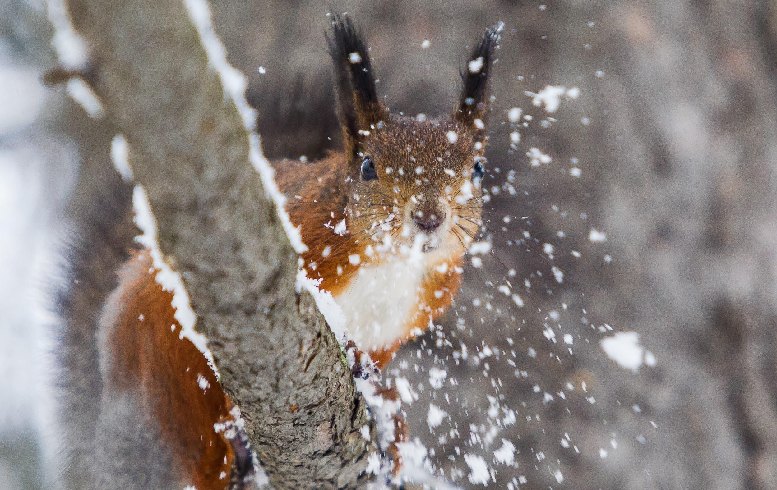 Прогноз погоди 2 січня в Україні від синоптиків Прогноз погоди 2 січня в Україні від синоптиків