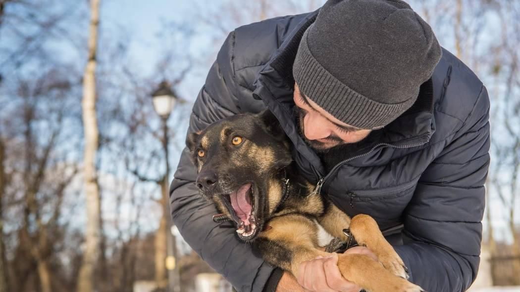 Трогательная история дружбы десантника и собаки в зоне АТО Трогательная история дружбы десантника и собаки в зоне АТО