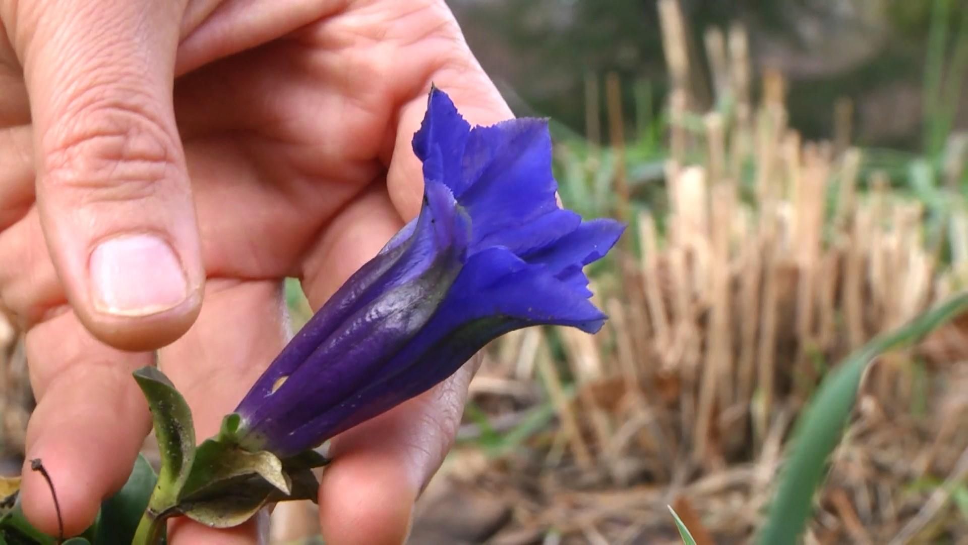 В ботаническом саду Львова расцвели цветы: видео