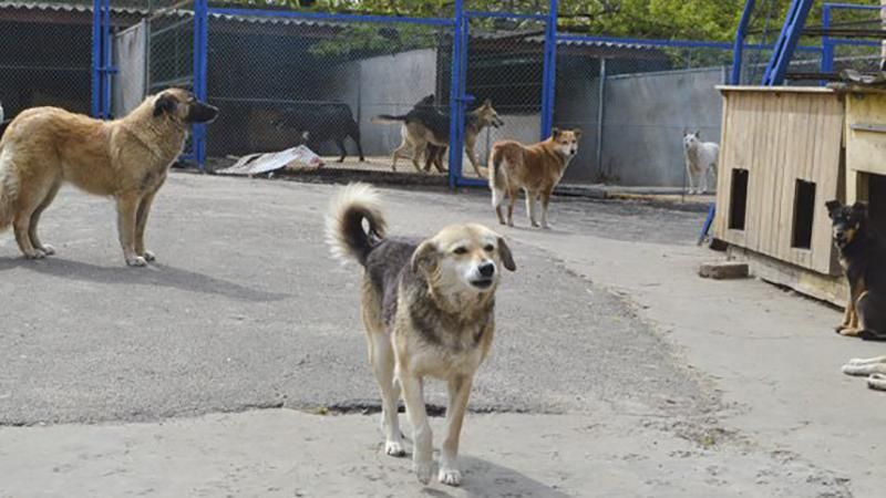 На Київщині жорстоко розстріляли собак, які мешкали у притулку для тварин
