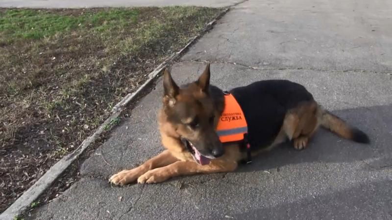 Яким буде 2018 рік, якщо проаналізувати характер його чотирилапого символу Яким буде 2018 рік, якщо проаналізувати характер його чотирилапого символу