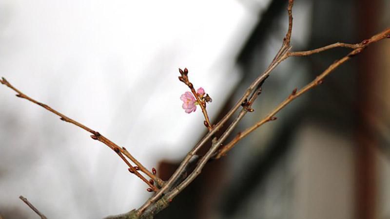 В Виннице зацвели сакуры: фотофакт