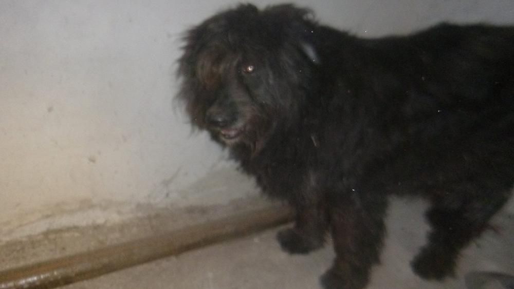 Соцмережі обурені жорстоким вчинком київського шкуродера: жахливі фото (18+) Соцмережі обурені жорстоким вчинком київського шкуродера: жахливі фото (18+)