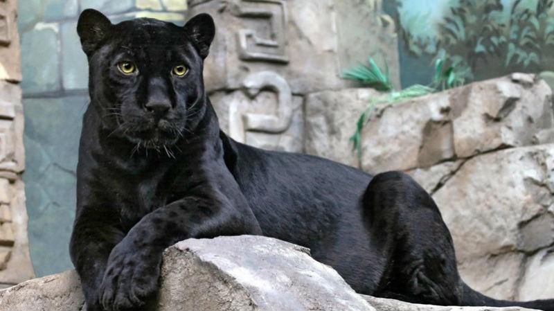 Під Москвою пантера загризла українця, – ЗМІ Під Москвою пантера загризла українця, – ЗМІ