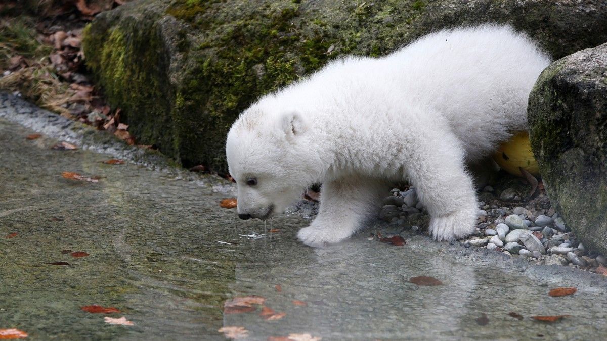 В Великобритании впервые за 25 лет родился белый медвежонок