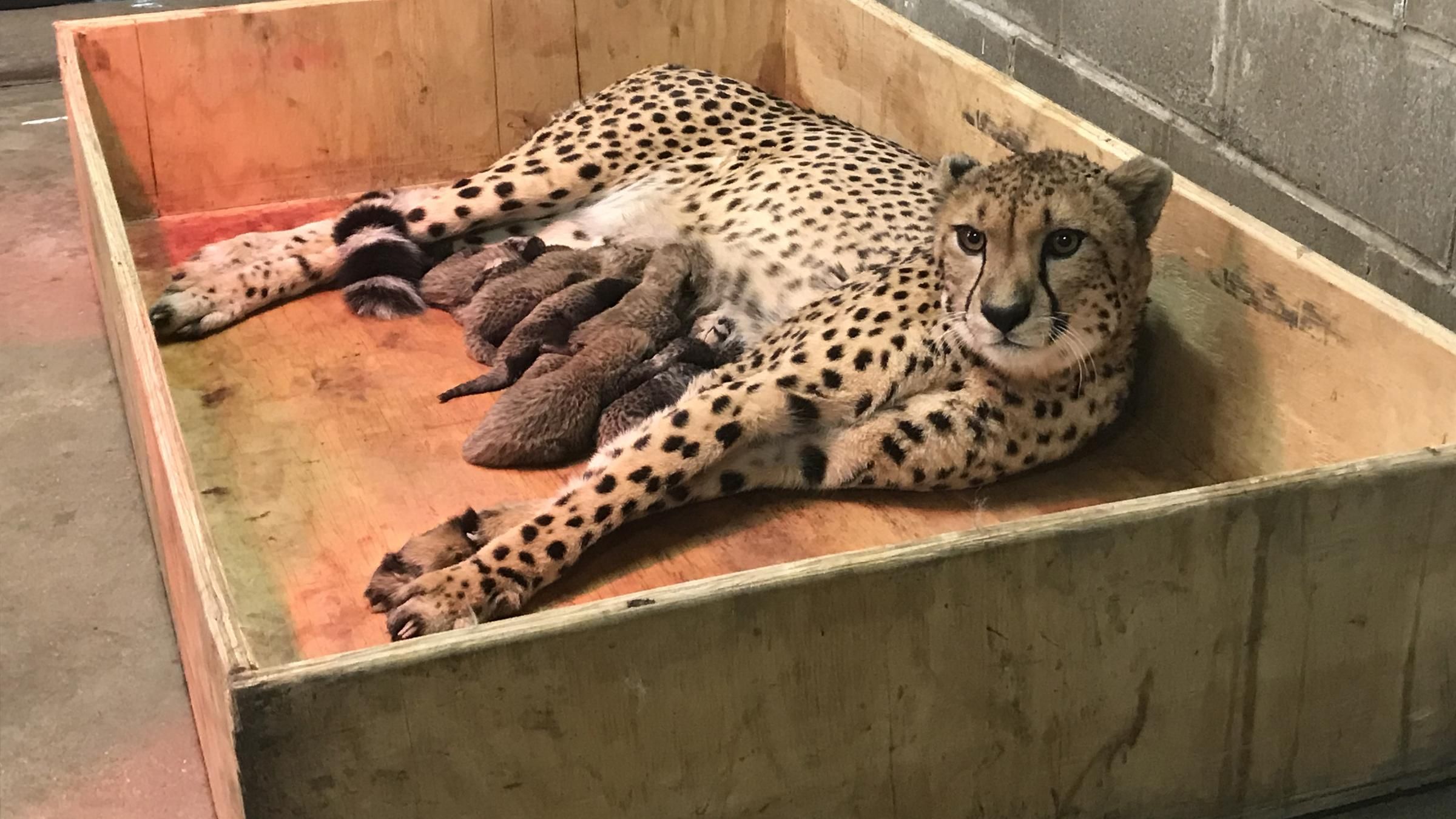 В одному із зоопарків США гепард народила рекордну кількість малюків В одному із зоопарків США гепард народила рекордну кількість малюків