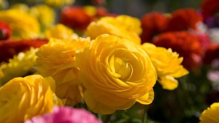 В Сумах в разгар зимы расцвели розы В Сумах в разгар зимы расцвели розы