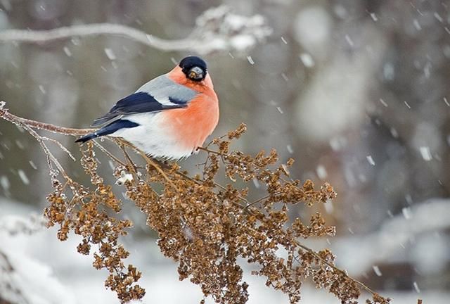 Погода 8 января в Украине - прогноз погоды от синоптиков Погода 8 января в Украине - прогноз погоды от синоптиков