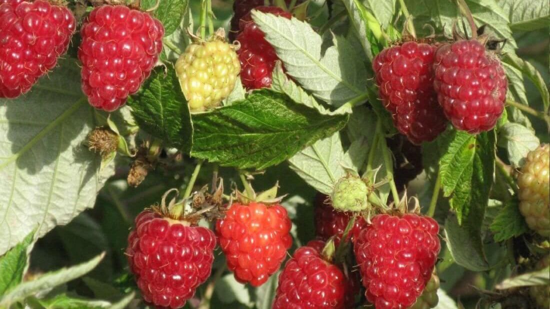 Зима по-українськи: в Одесі кущ малини потішив соковитими плодами Зима по-українськи: в Одесі кущ малини потішив соковитими плодами