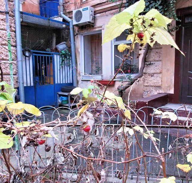 Малина, Одеса, зима, погода Малина, Одеса, зима, погода