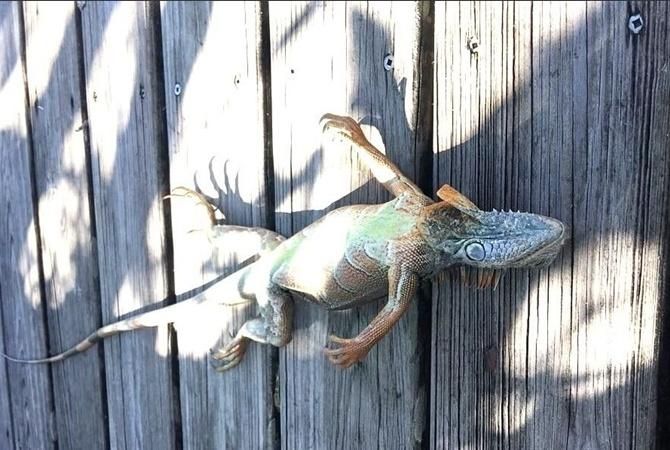 У США через аномальні холоди з дерев падають замерзлі ящірки: фото У США через аномальні холоди з дерев падають замерзлі ящірки: фото