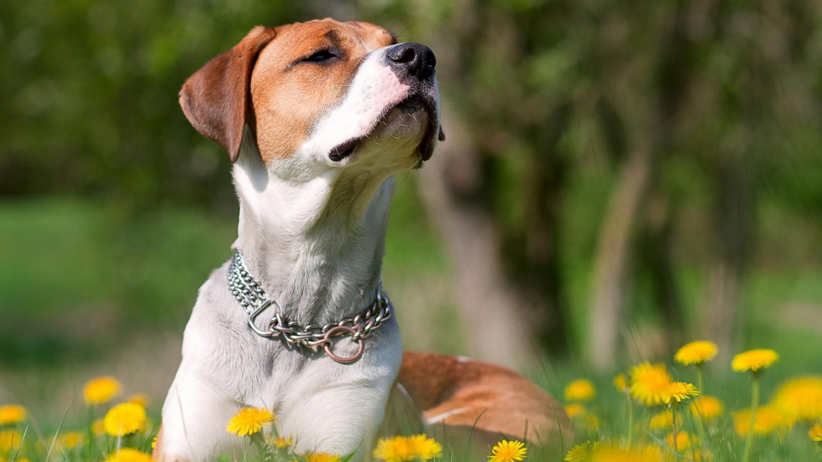 В Танзании отважный пес напал на львов: впечатляющее видео В Танзании отважный пес напал на львов: впечатляющее видео