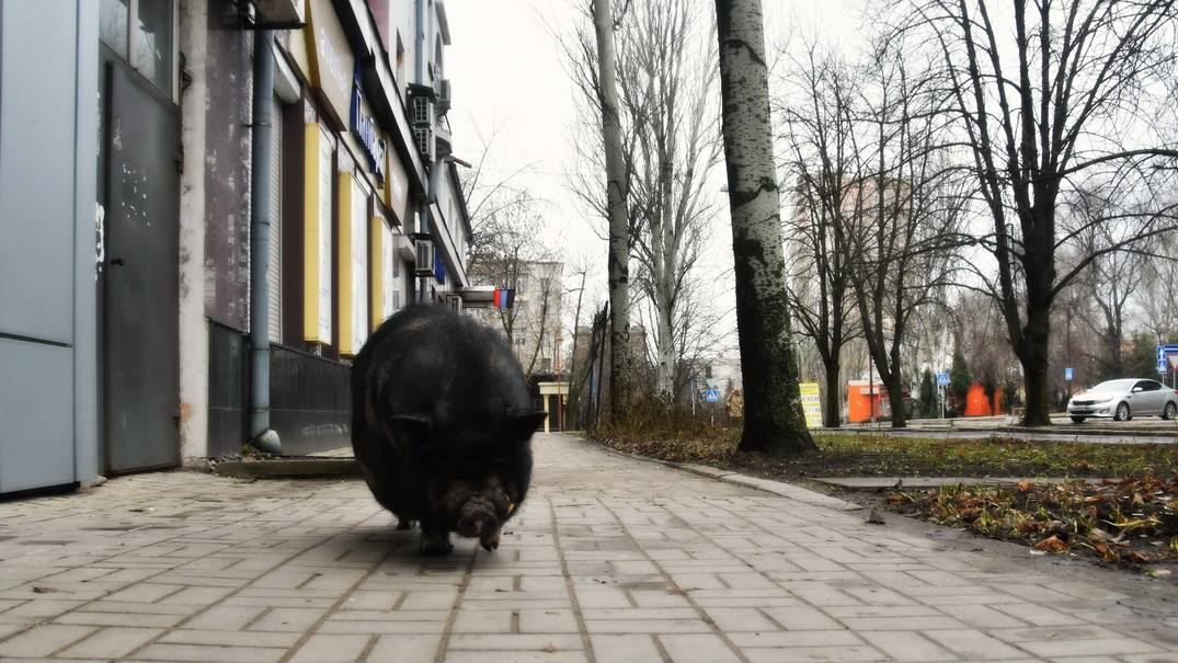 Окупований Донецьк сполошила чорна свиня, що прогулювалася центром 