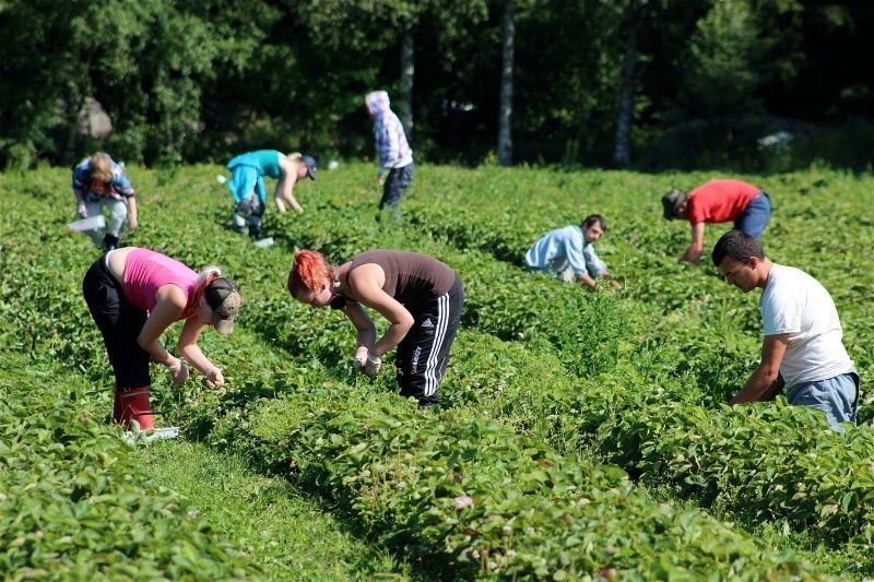 Польщі вигідні українські заробітчани через брак робочої сили у країні, – експерти