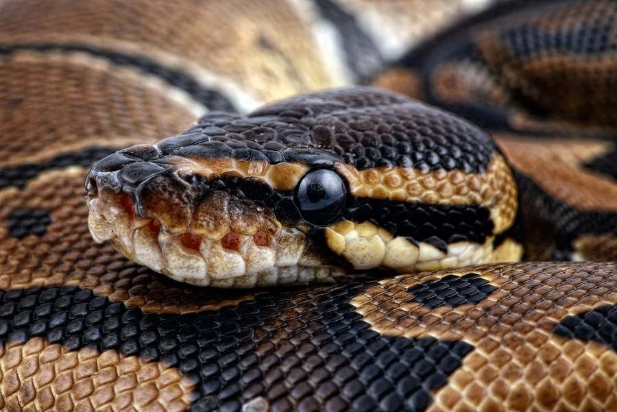 На Закарпатті перехожих налякала величезна екзотична змія: є фото