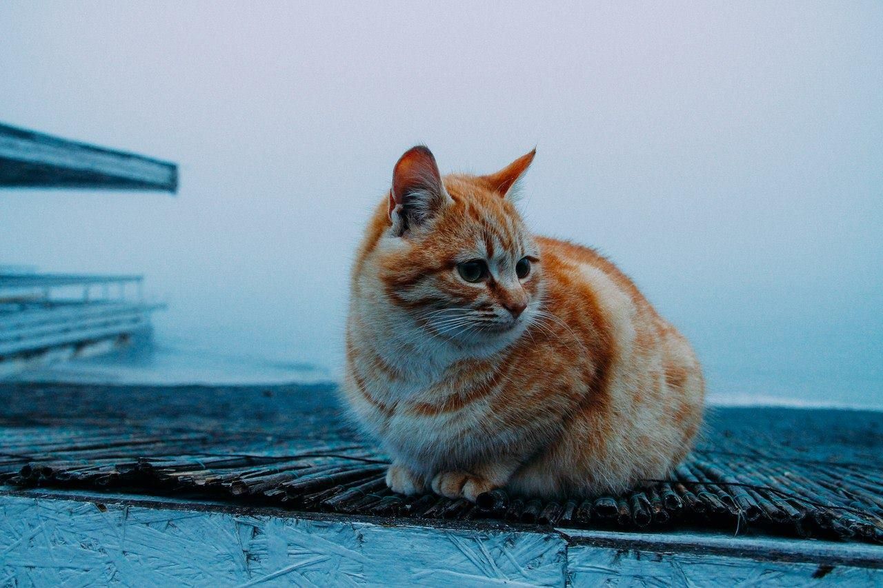 Погода 16 января в Украине: прогноз от синоптиков Погода 16 января в Украине: прогноз от синоптиков