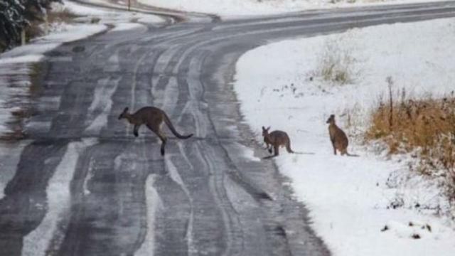 В Австралии после 50-градусной жары внезапно выпал снег В Австралии после 50-градусной жары внезапно выпал снег