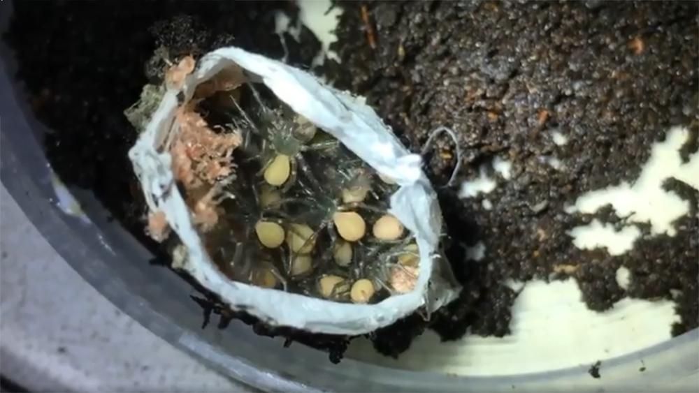 У мережі показали народження смертельно небезпечних павуків: моторошне відео